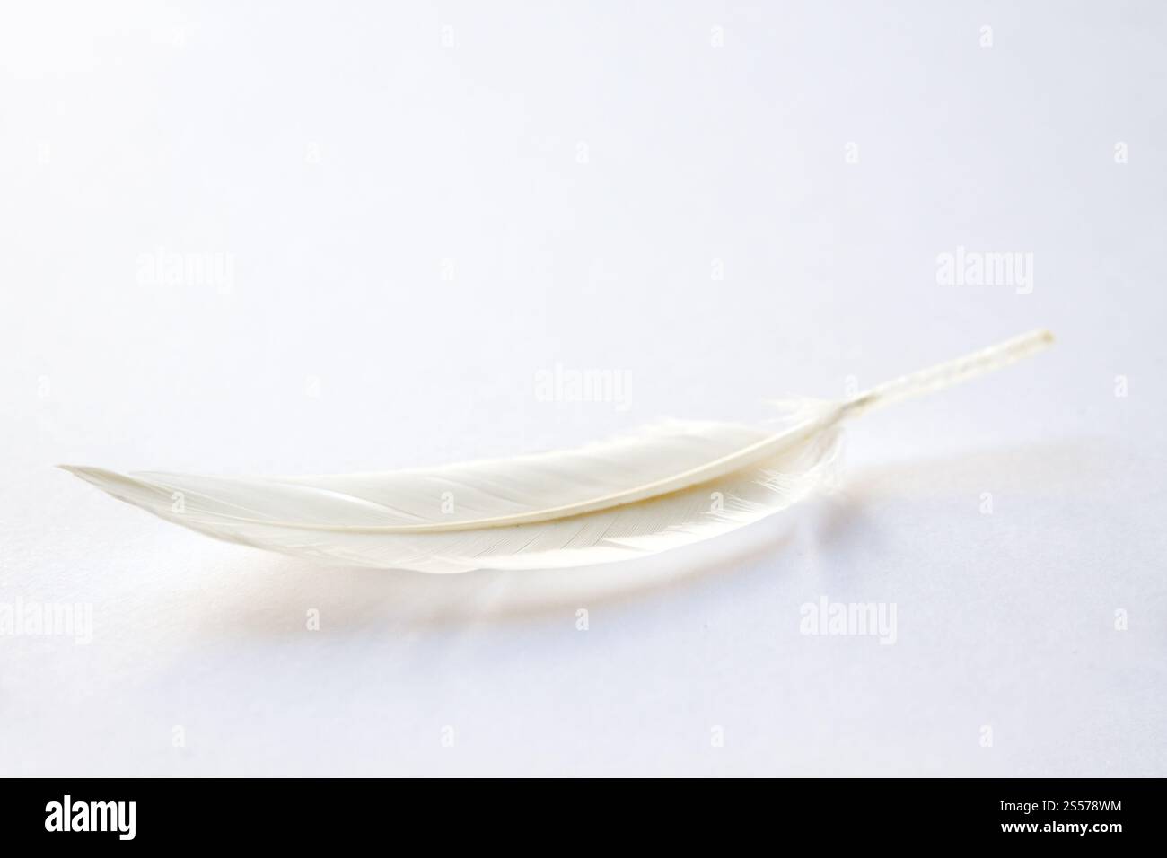Weiße Vogelflügelfeder auf hellem Hintergrund. Weiße Feder auf hellem Hintergrund Stockfoto