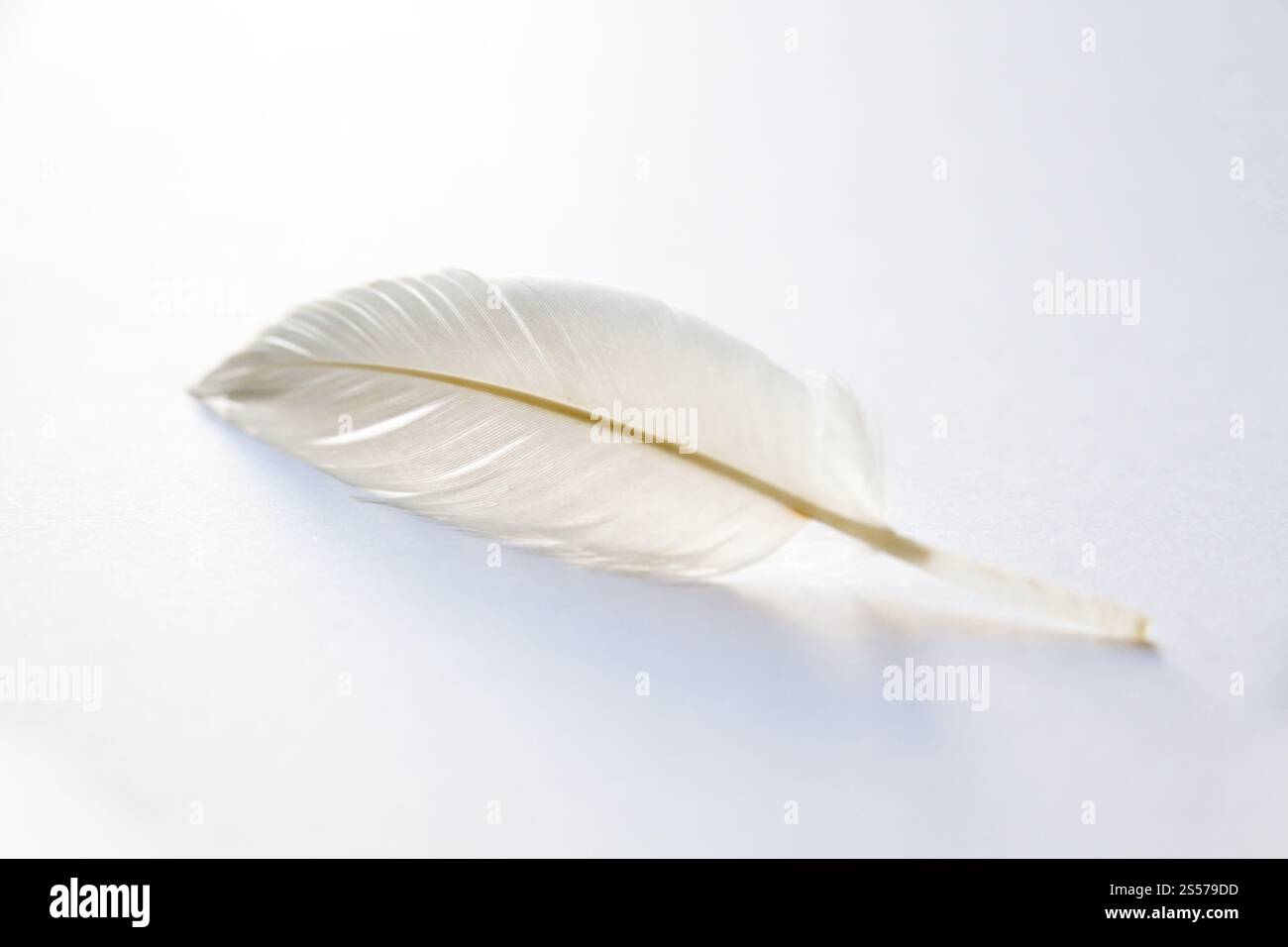 Weiße Vogelflügelfeder auf hellem Hintergrund. Weiße Feder auf hellem Hintergrund Stockfoto
