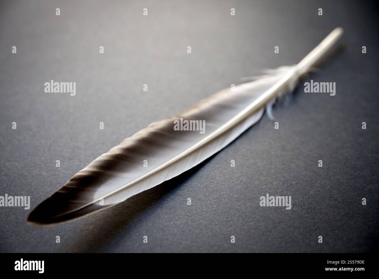 Vogelflügelfeder auf grauem Hintergrund. Feder auf grauem Hintergrund Stockfoto