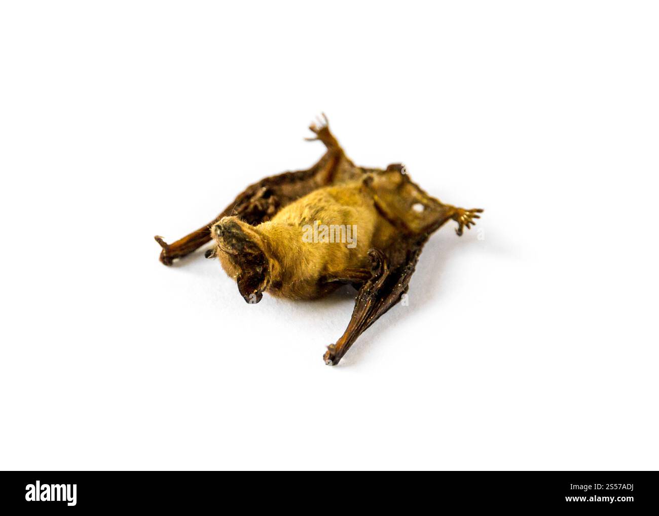 Baby Fledermaus getrocknet auf weißem Hintergrund. Babyfledermaus getrocknet auf weißem Hintergrund Stockfoto