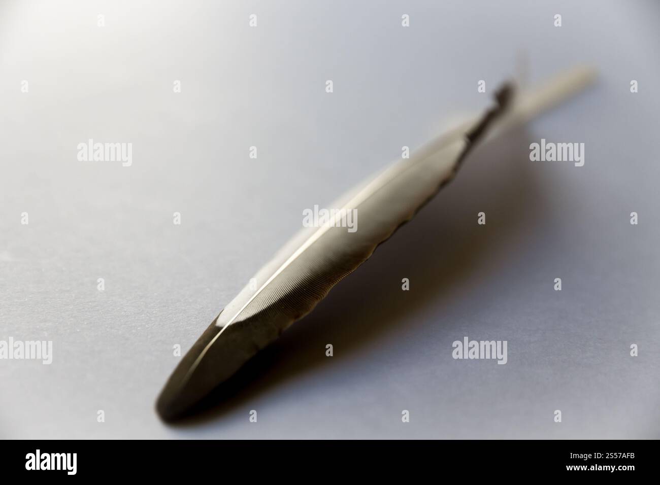 Vogelflügelfeder auf grauem Hintergrund. Feder auf grauem Hintergrund Stockfoto