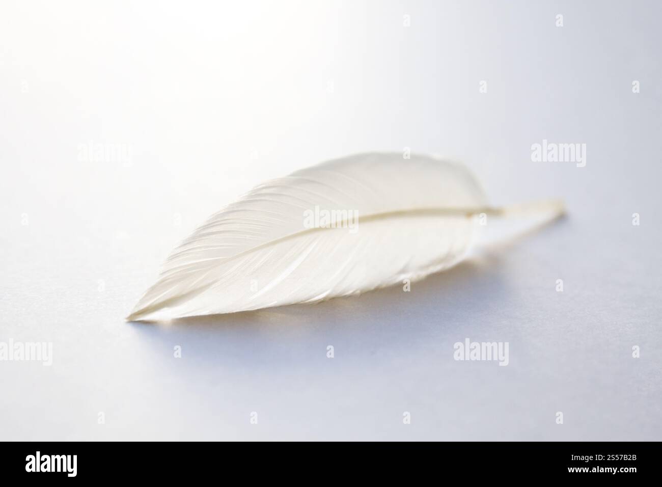 Weiße Vogelflügelfeder auf hellem Hintergrund. Weiße Feder auf hellem Hintergrund Stockfoto