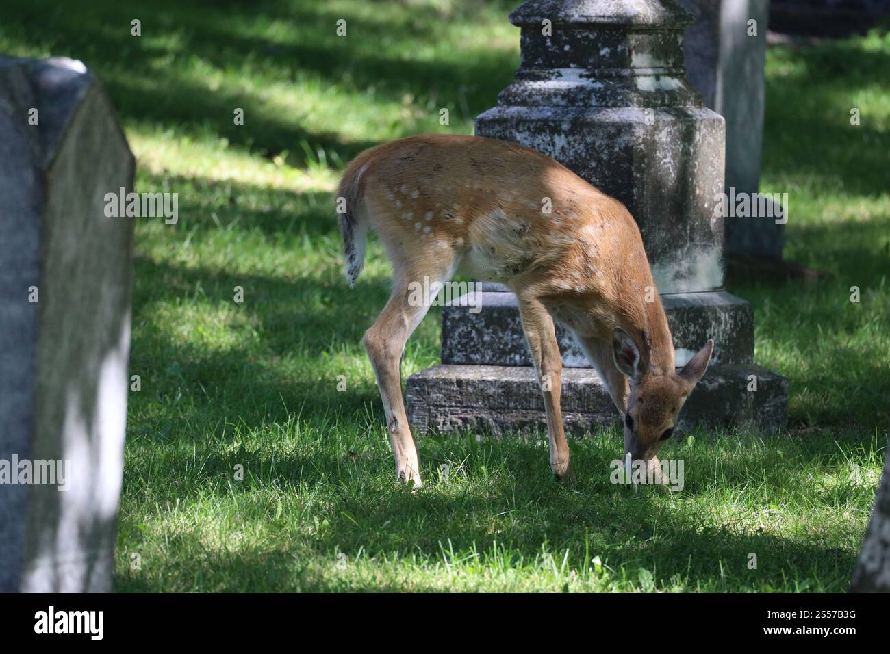 Junges Kitzel, das im Schatten auf einem Friedhof weidet Stockfoto