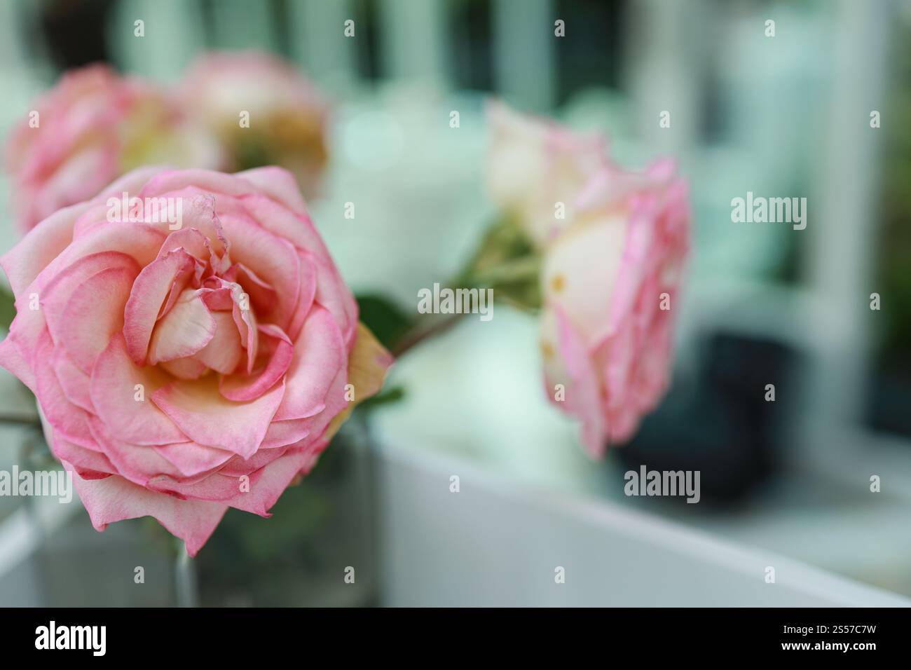 Natürliche rosa Rosen Blume in Vase steht auf dem Tisch in einem Café für Hintergrund. Stockfoto