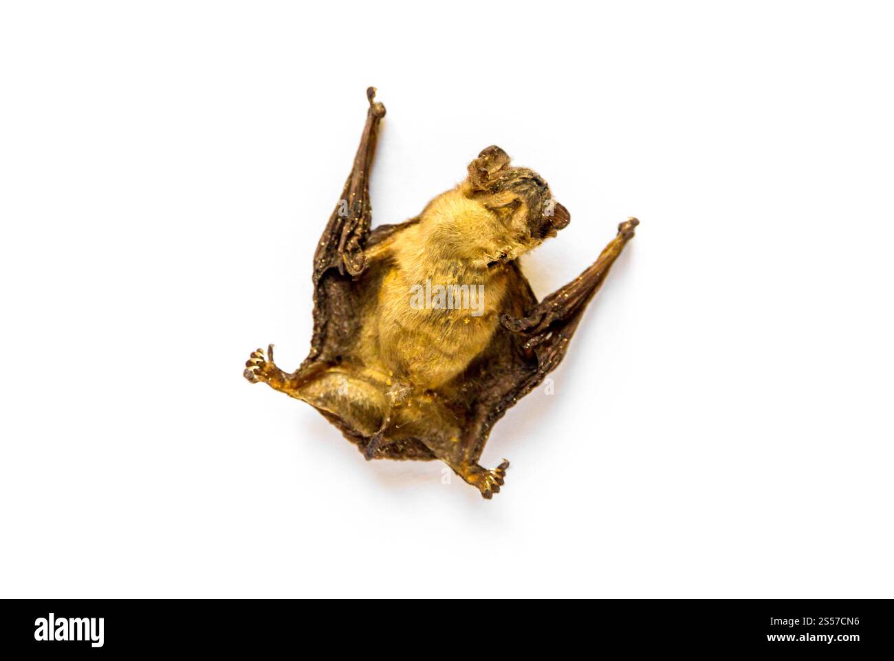 Baby Fledermaus getrocknet auf weißem Hintergrund. Babyfledermaus getrocknet auf weißem Hintergrund Stockfoto