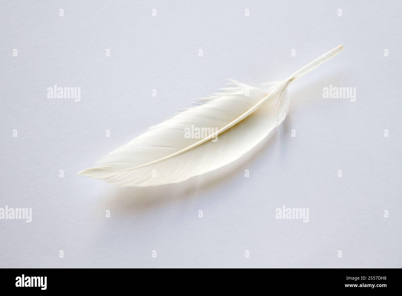 Weiße Vogelflügelfeder auf hellem Hintergrund. Weiße Feder auf hellem Hintergrund Stockfoto