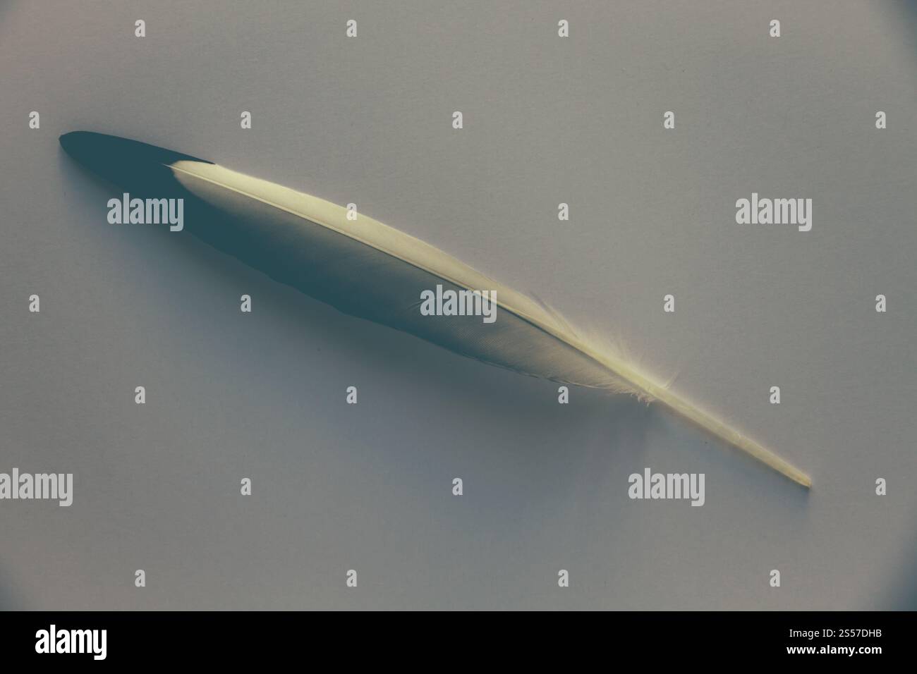 Vogelflügelfeder auf grauem Hintergrund. Feder auf grauem Hintergrund Stockfoto