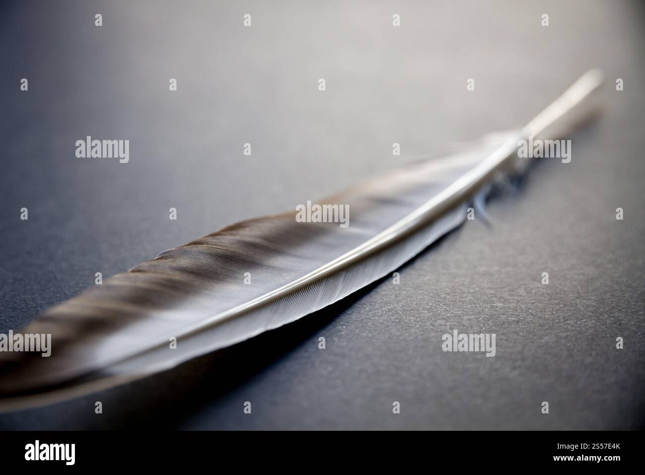 Vogelflügelfeder auf grauem Hintergrund. Feder auf grauem Hintergrund Stockfoto