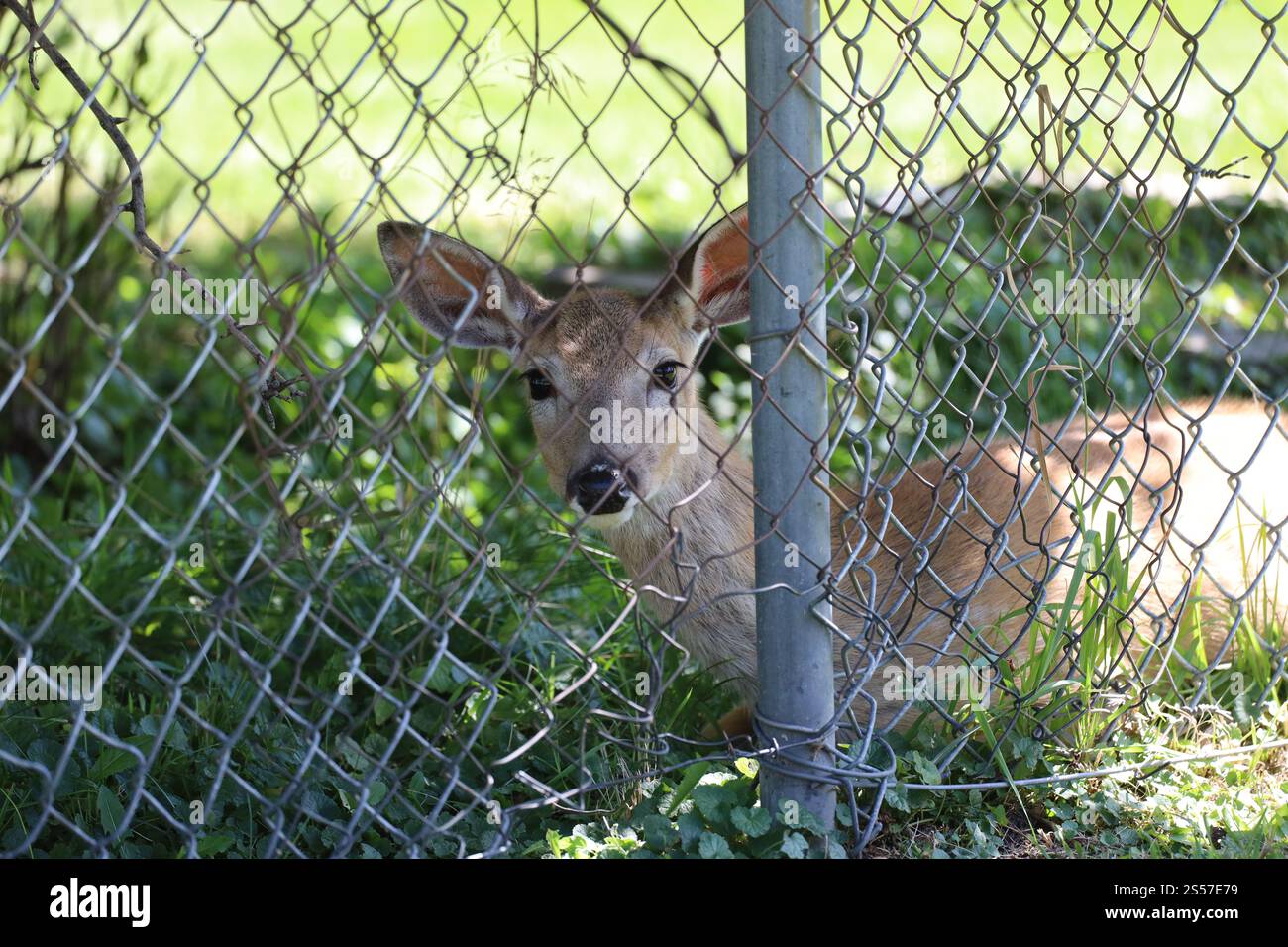 Hirsche, die in Schatten ruhen, beobachten durch den Maschendrahtzaun Stockfoto
