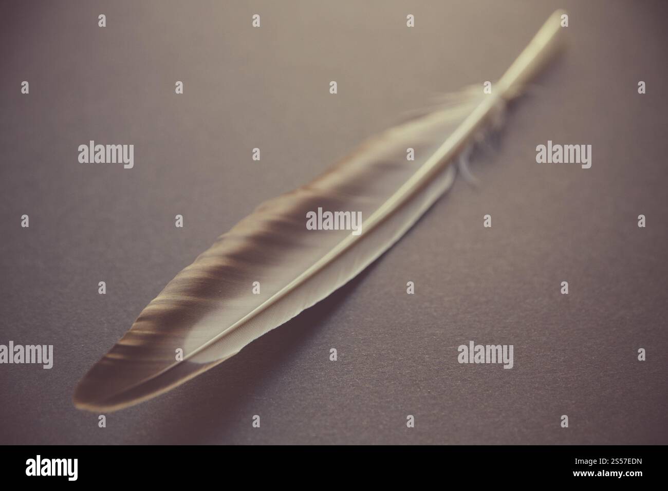 Vogelflügelfeder auf grauem Hintergrund. Feder auf grauem Hintergrund Stockfoto