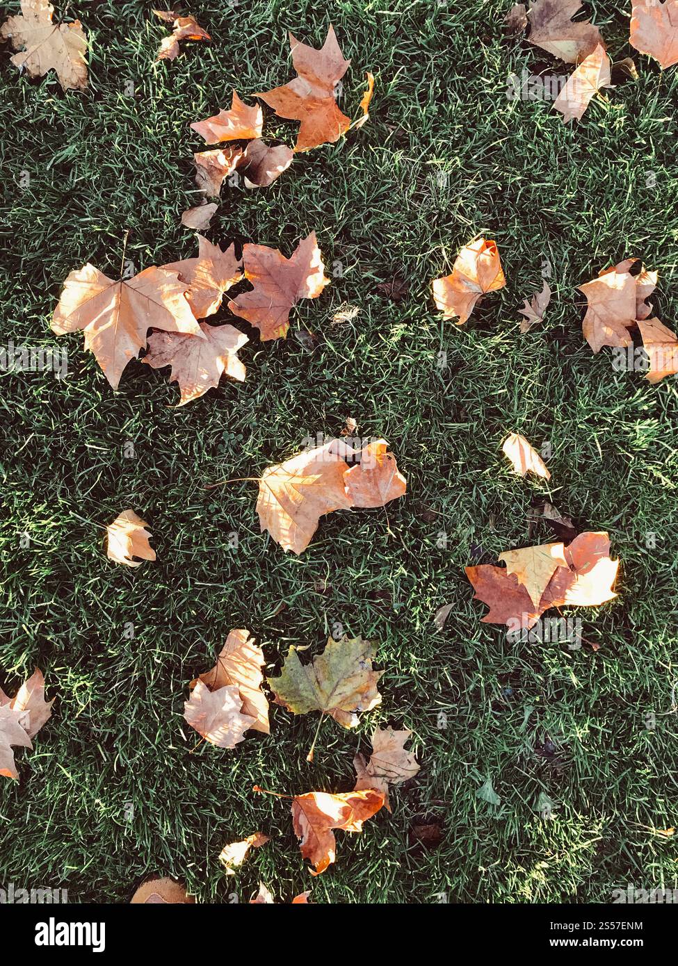 Blätter auf dem Gras im Herbst. Draufsicht. Blätter auf dem Gras im Herbst Stockfoto