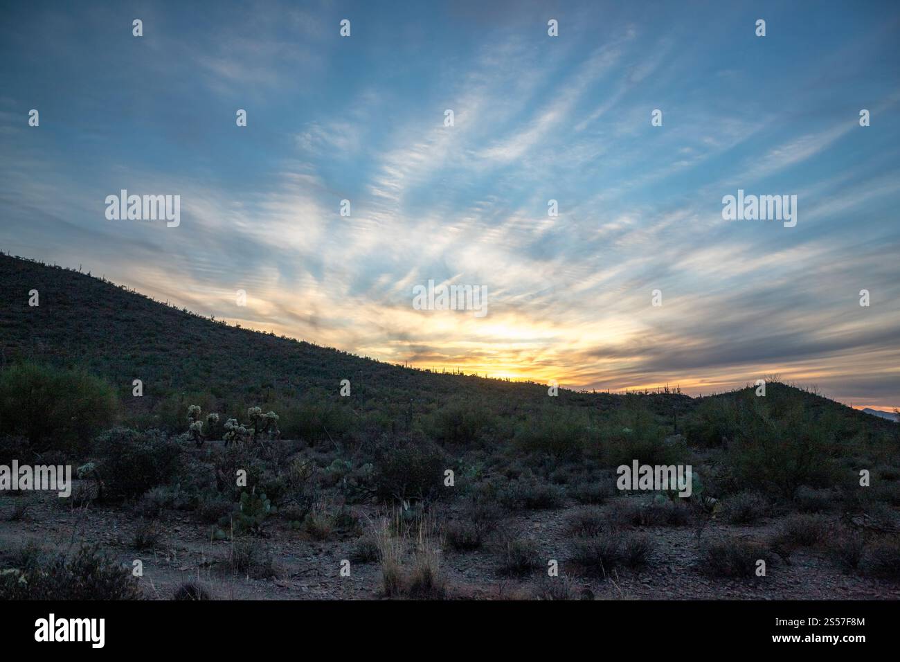 Ein atemberaubender Sonnenuntergang beleuchtet die Landschaft der Sonora-Wüste, mit leuchtenden Wolken und Silhouetten aus Kakteen, die eine friedliche Atmosphäre schaffen. Stockfoto