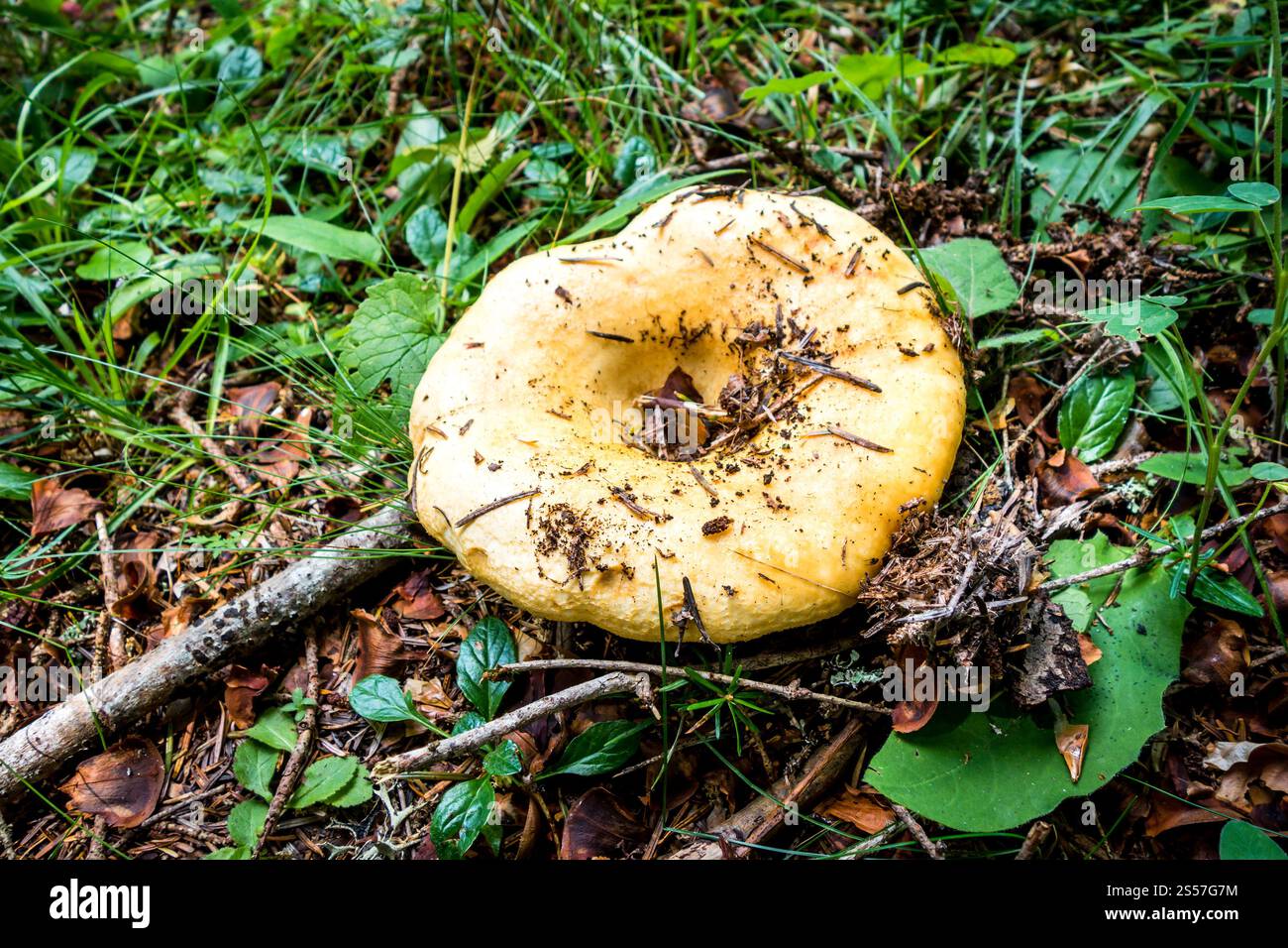 Pilze aus der Nähe in einem Bergwald. Haute Savoie, Frankreich. Pilz-Nahansicht in einem Wald Stockfoto