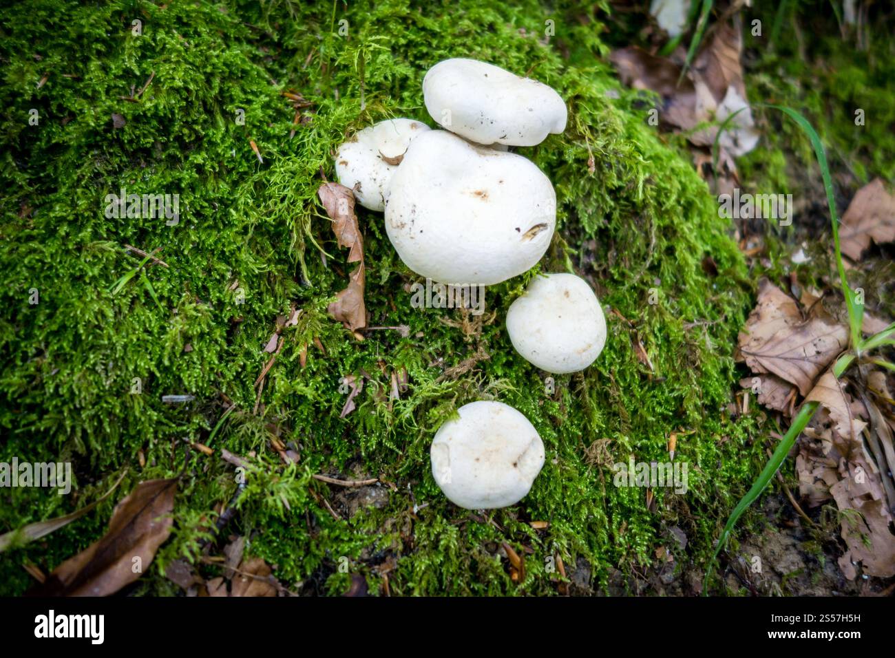 Pilze aus der Nähe in einem Bergwald. Haute Savoie, Frankreich. Pilz-Nahansicht in einem Wald Stockfoto