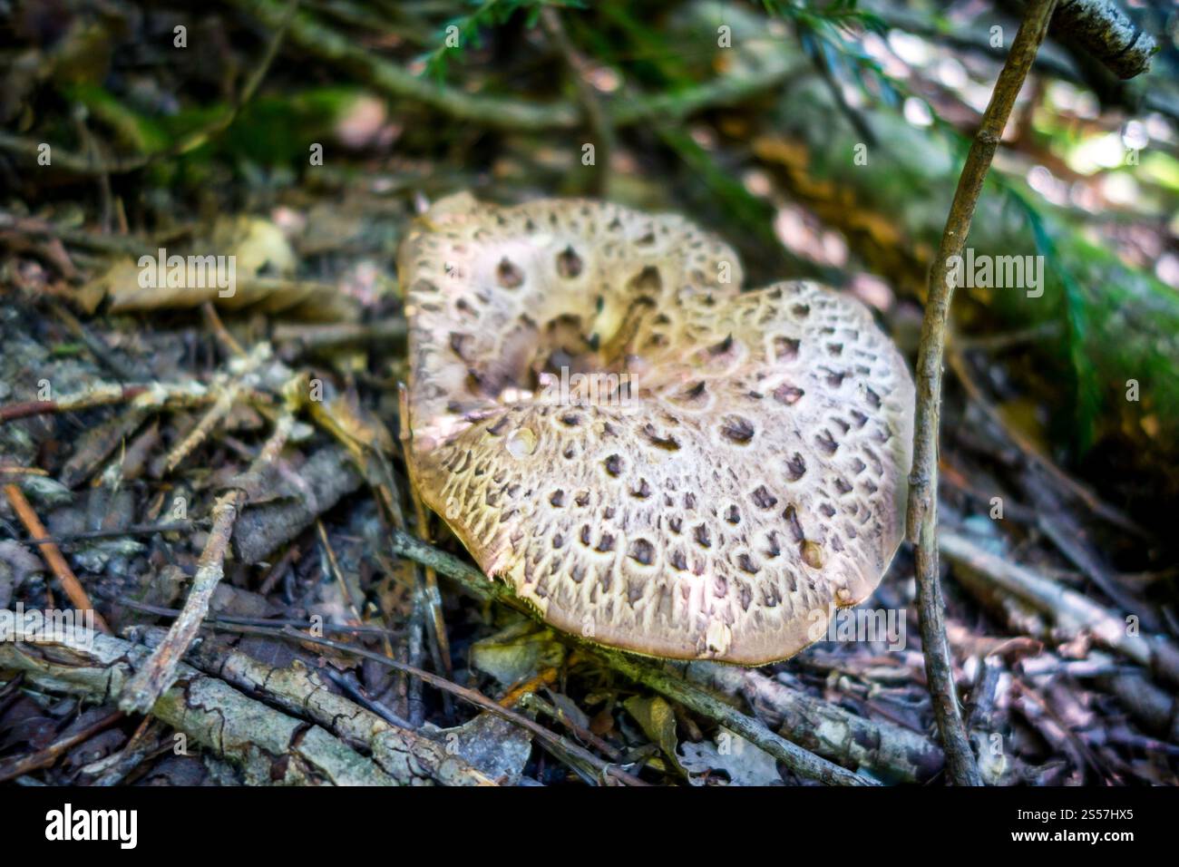 Pilze aus der Nähe in einem Bergwald. Haute Savoie, Frankreich. Pilz-Nahansicht in einem Wald Stockfoto