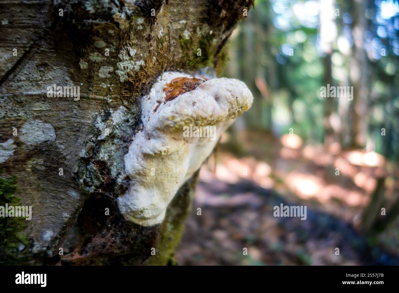 Pilze aus der Nähe in einem Bergwald. Haute Savoie, Frankreich. Pilz-Nahansicht in einem Wald Stockfoto