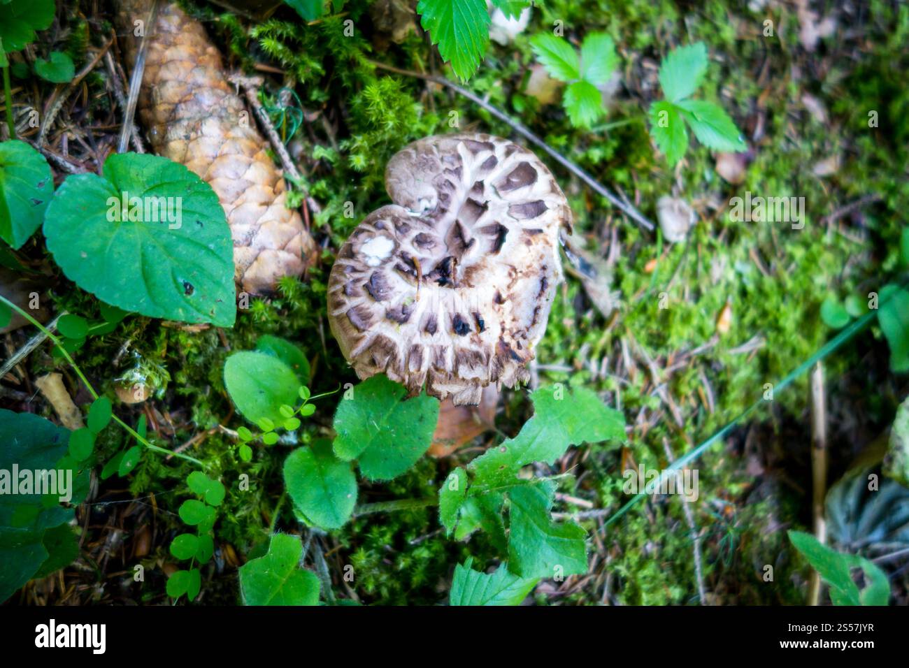 Pilze aus der Nähe in einem Bergwald. Haute Savoie, Frankreich. Pilz-Nahansicht in einem Wald Stockfoto
