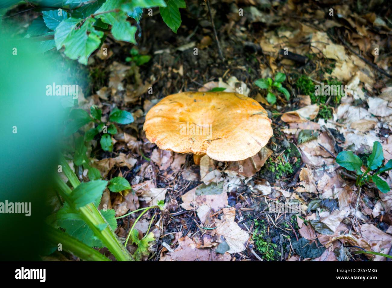 Pilze aus der Nähe in einem Bergwald. Haute Savoie, Frankreich. Pilz-Nahansicht in einem Wald Stockfoto