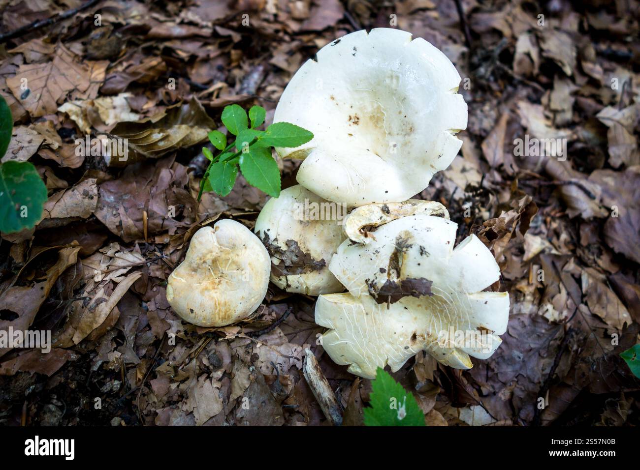 Pilze aus der Nähe in einem Bergwald. Haute Savoie, Frankreich. Pilz-Nahansicht in einem Wald Stockfoto