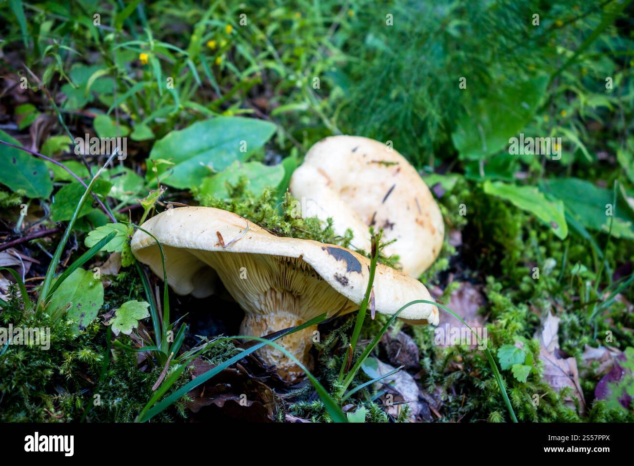 Pilze aus der Nähe in einem Bergwald. Haute Savoie, Frankreich. Pilz-Nahansicht in einem Wald Stockfoto