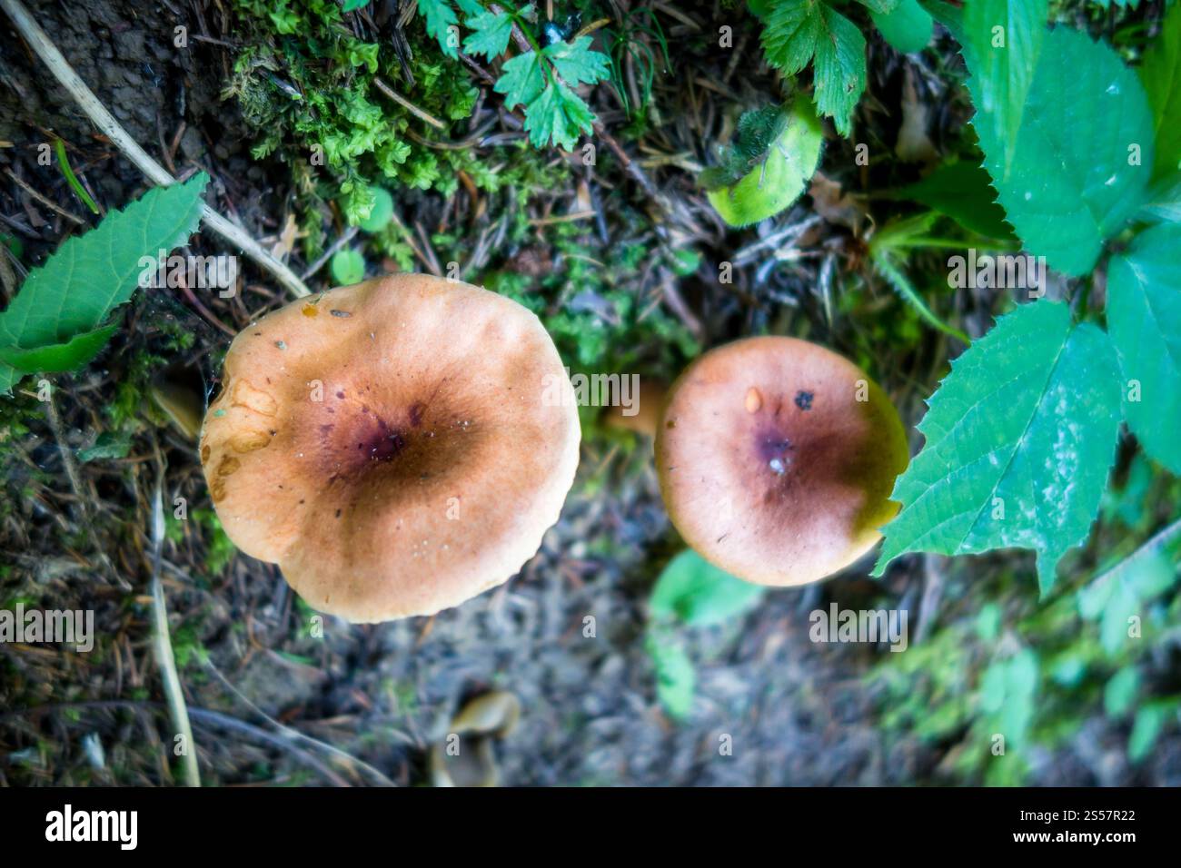 Pilze aus der Nähe in einem Bergwald. Haute Savoie, Frankreich. Pilz-Nahansicht in einem Wald Stockfoto