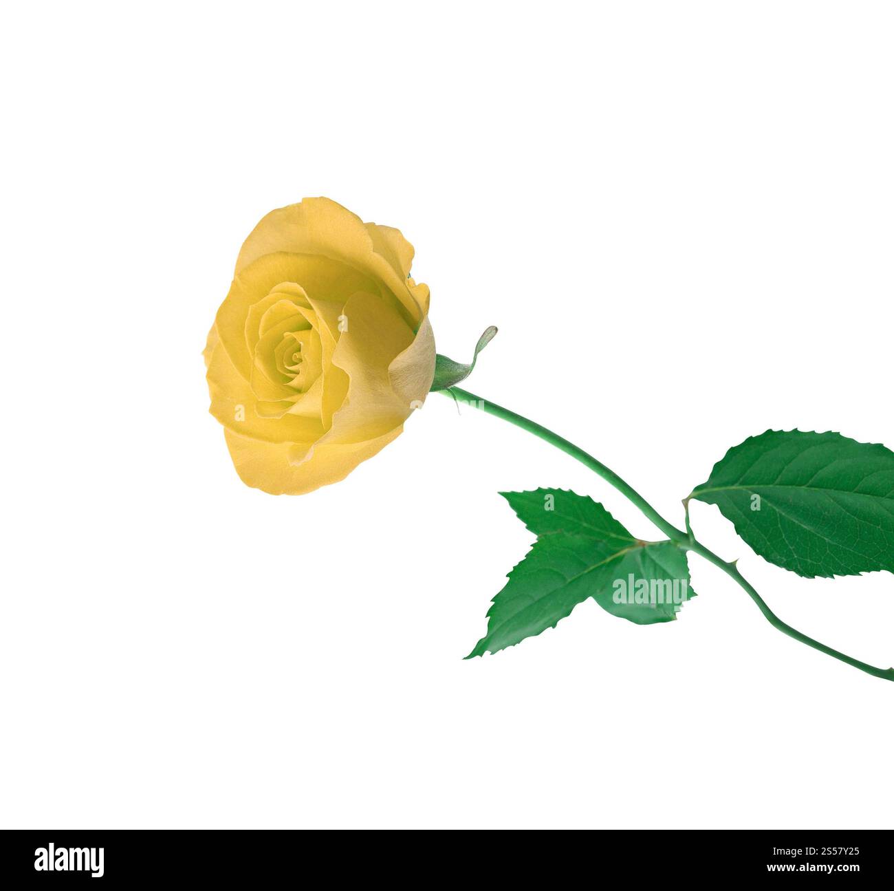 Eine einzelne weiße Rose auf weißem Hintergrund isoliert Stockfoto