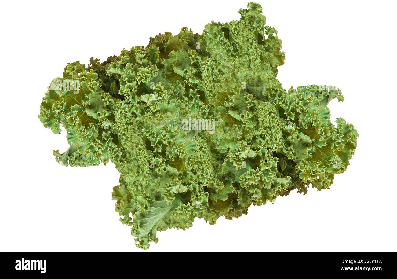 Frisches Blatt isoliert auf weißem Hintergrund. Frisches Blatt von isolierten Blättern Stockfoto