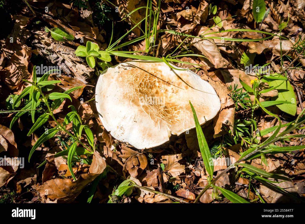 Pilze aus der Nähe in einem Bergwald. Haute Savoie, Frankreich. Pilz-Nahansicht in einem Wald Stockfoto