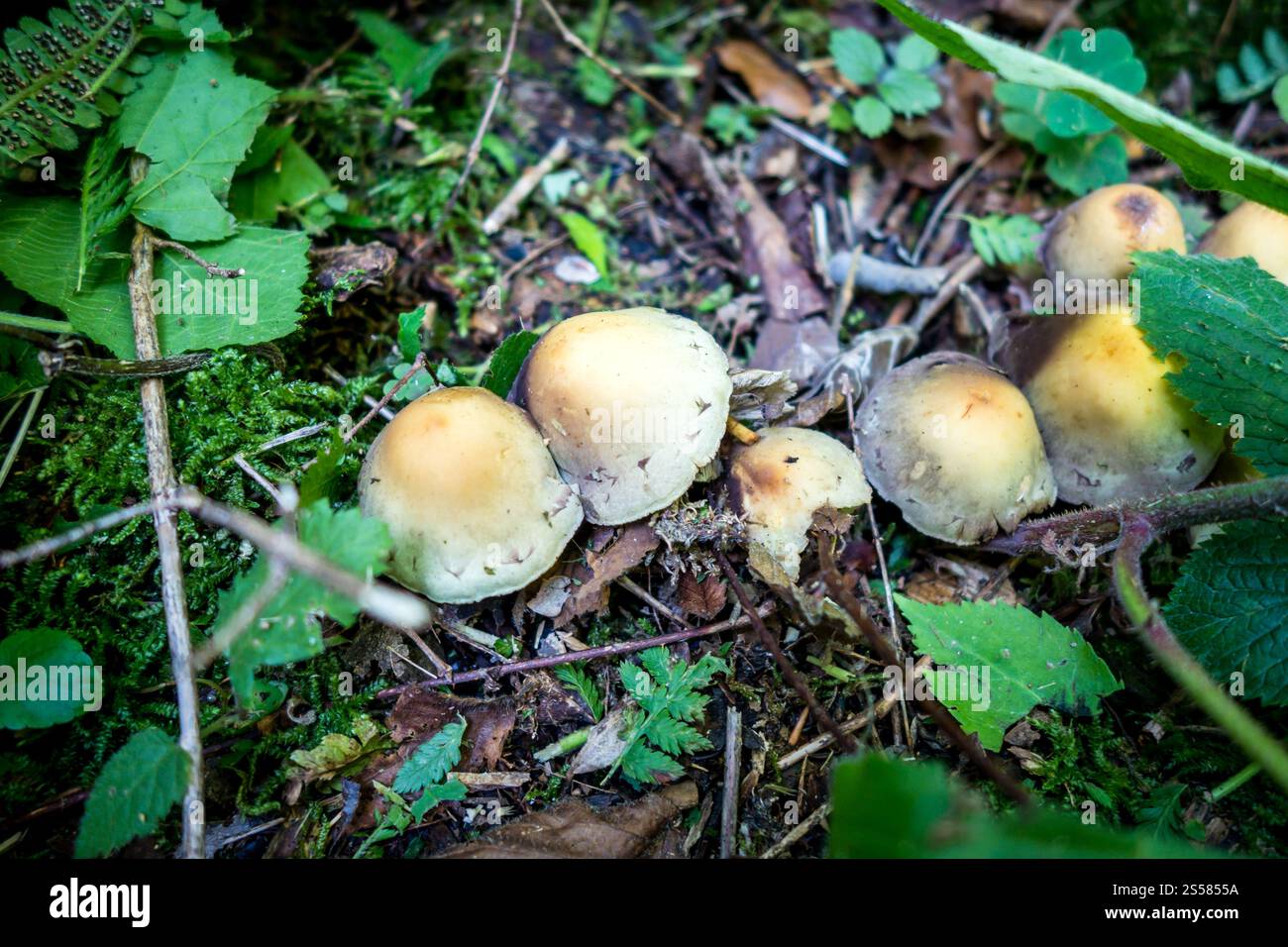 Pilze aus der Nähe in einem Bergwald. Haute Savoie, Frankreich. Pilz-Nahansicht in einem Wald Stockfoto