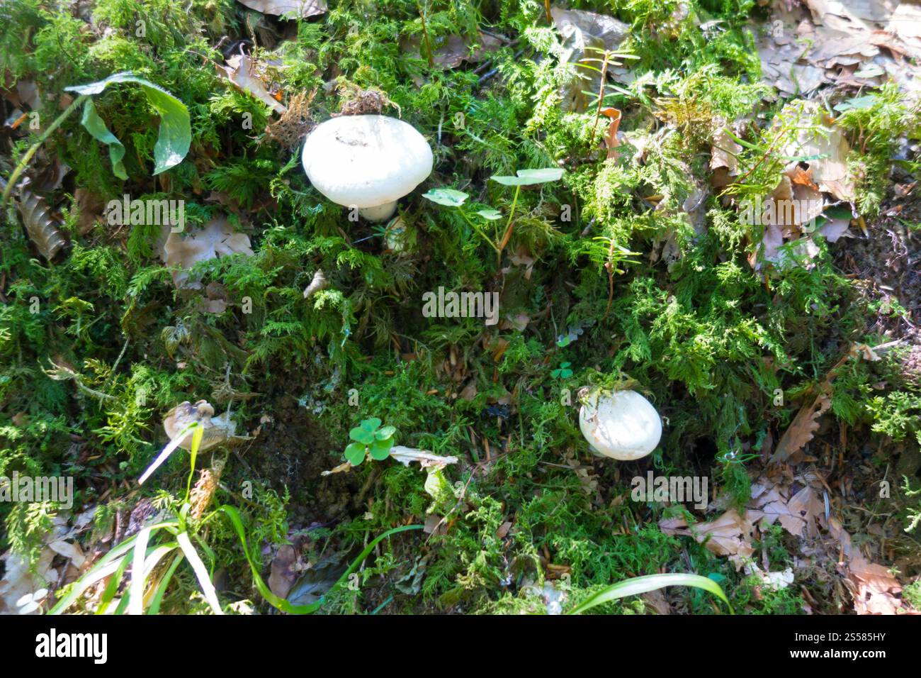Pilze aus der Nähe in einem Bergwald. Haute Savoie, Frankreich. Pilz-Nahansicht in einem Wald Stockfoto
