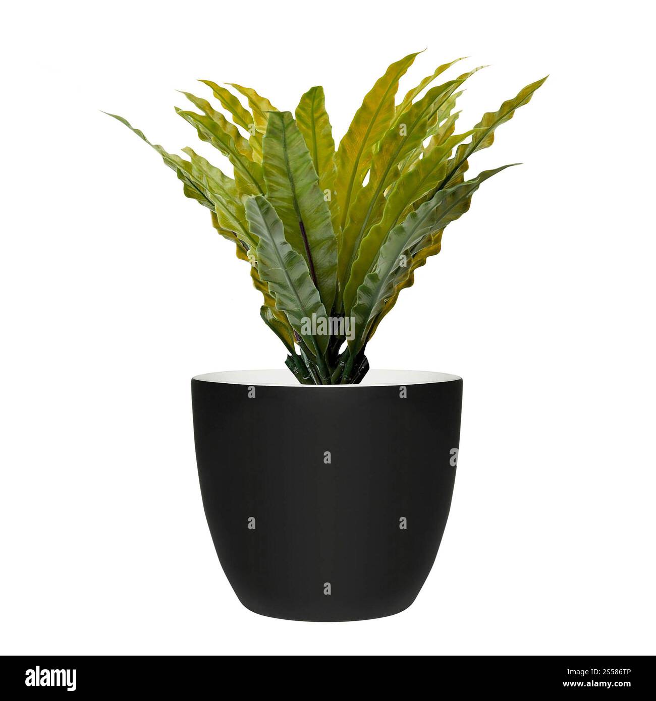 Blume in einem Plastiktopf Stockfoto