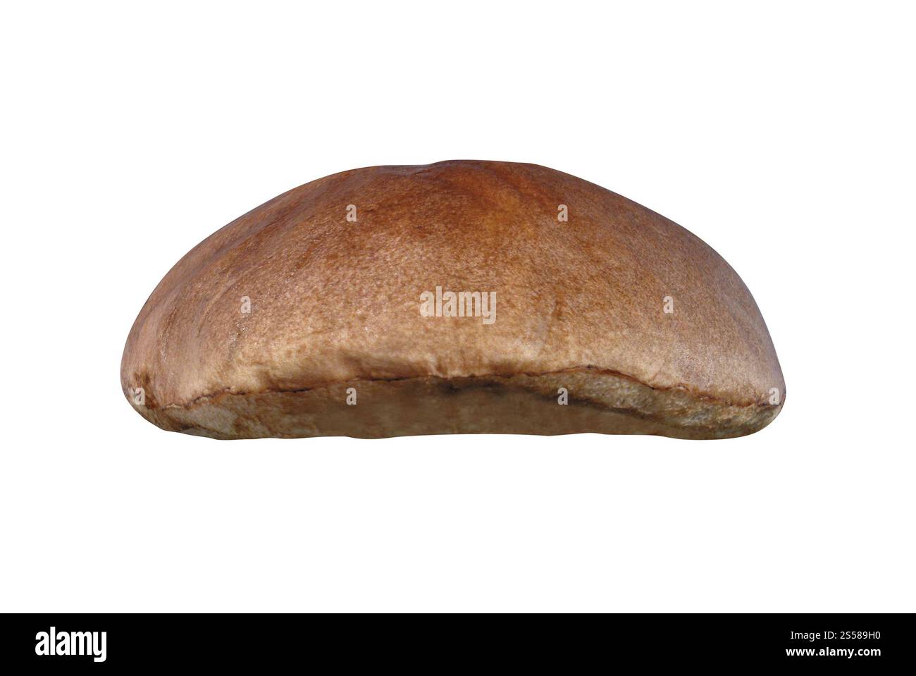 Boletus edulis Pilz isoliert Stockfoto