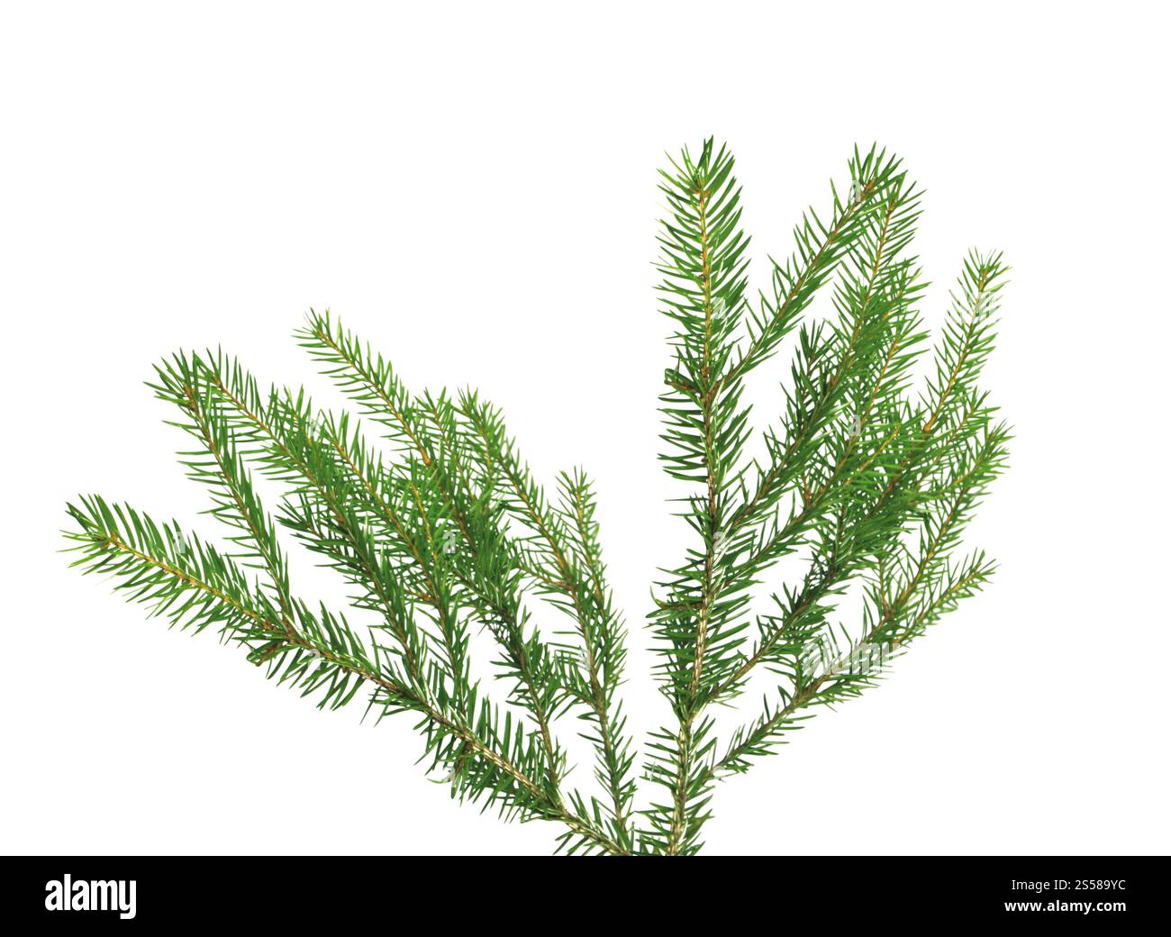 Weihnachtsbaum Zweig Stockfoto