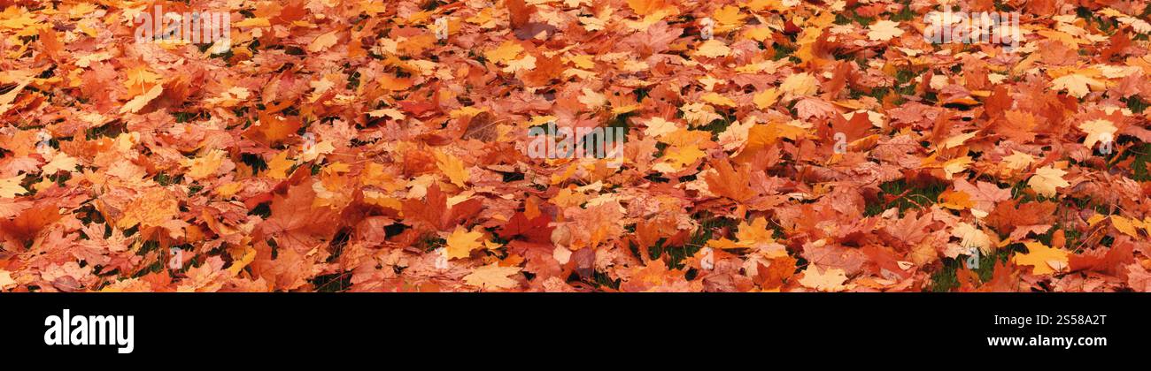 Laub der Bäume Stockfoto