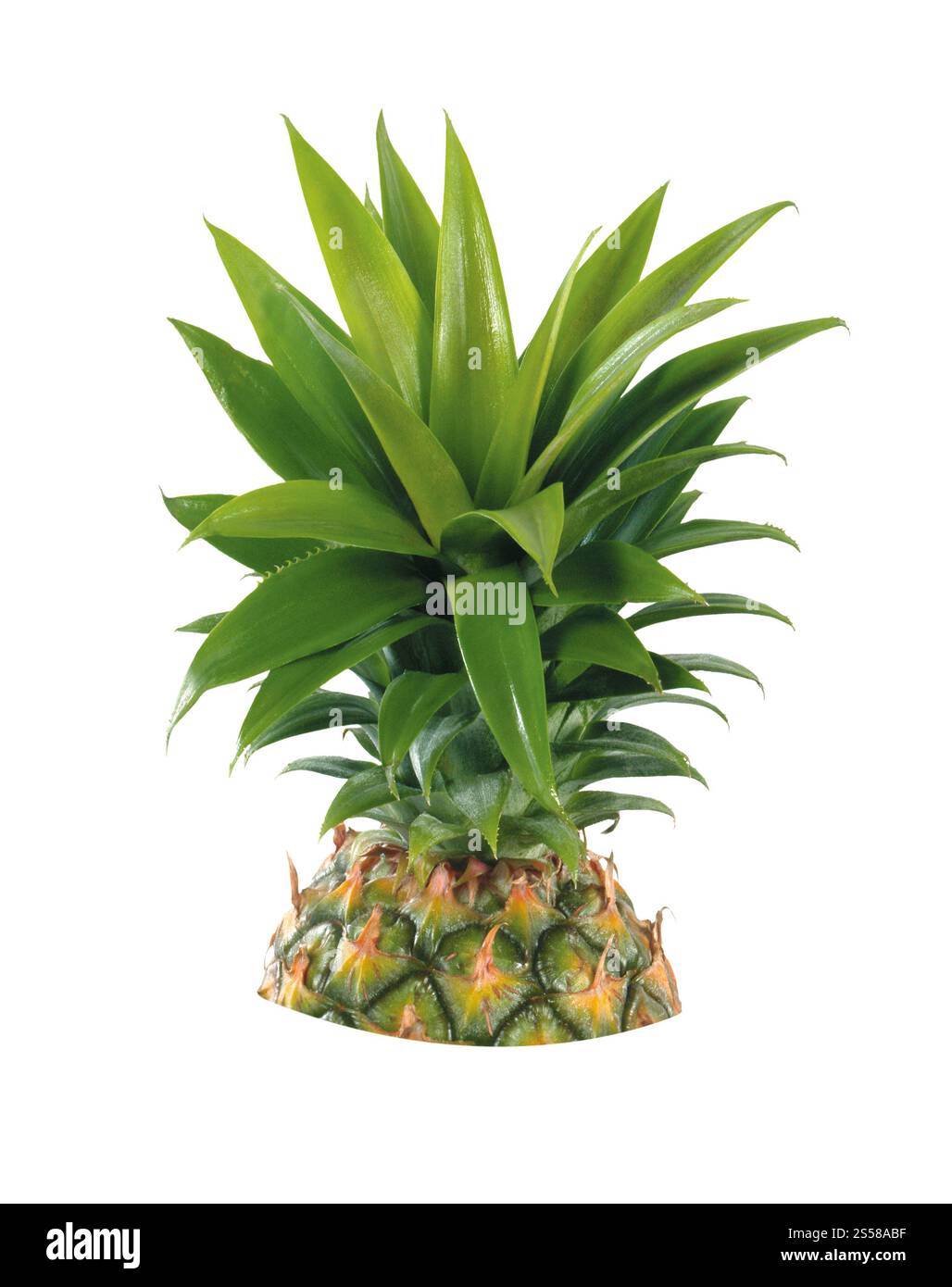 Ananasfrucht isoliert Stockfoto