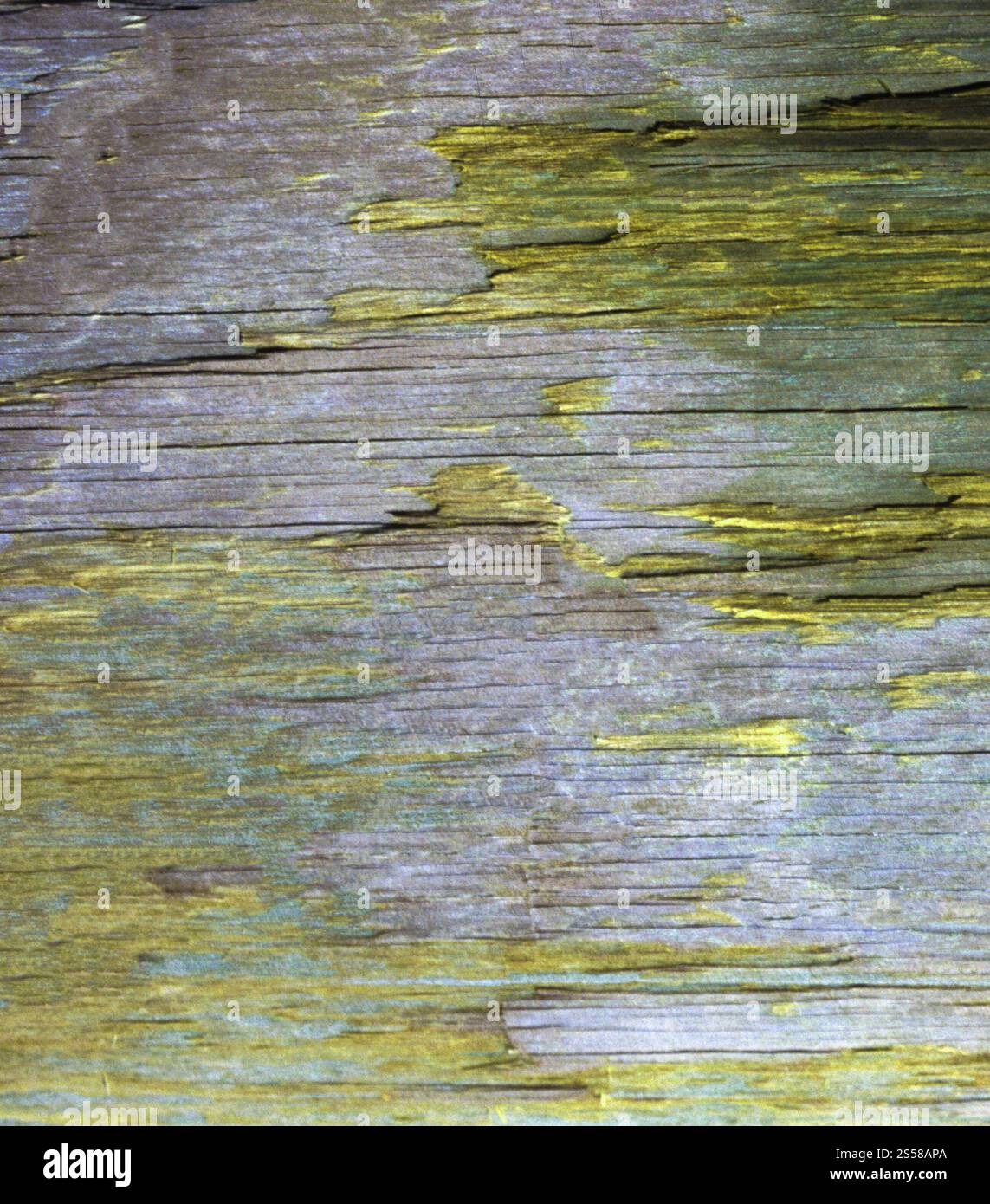 Rinde eines Baumes Stockfoto