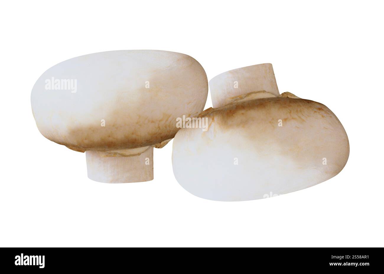 Champignon Pilz isoliert auf weißem Hintergrund Stockfoto