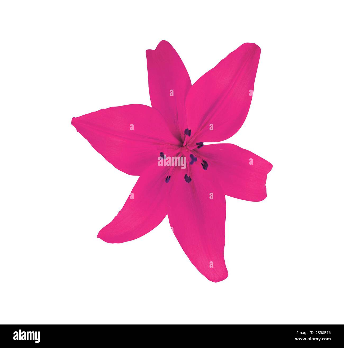 lila Blume isoliert auf weißem Hintergrund Stockfoto