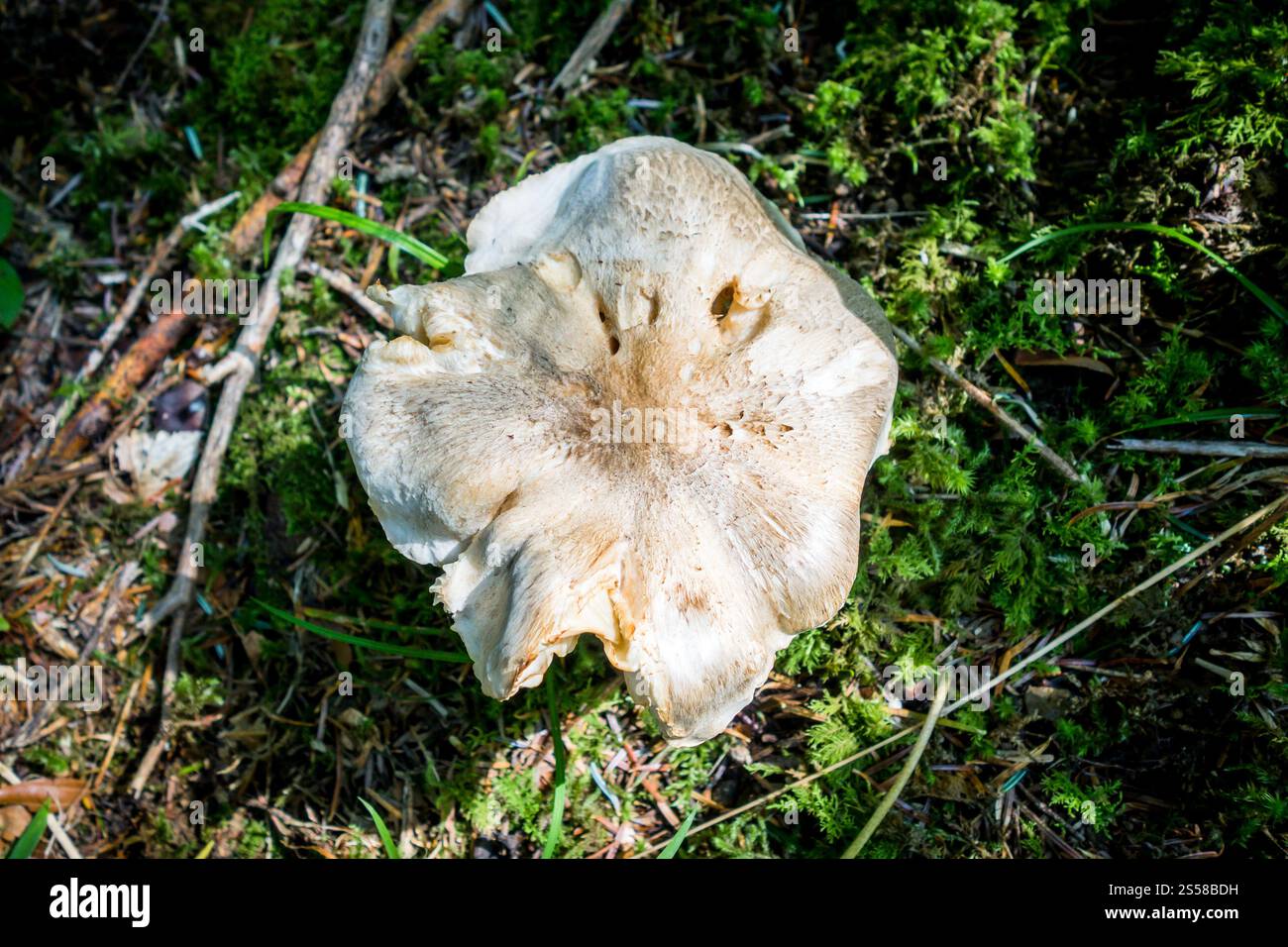 Pilze aus der Nähe in einem Bergwald. Haute Savoie, Frankreich. Pilz-Nahansicht in einem Wald Stockfoto
