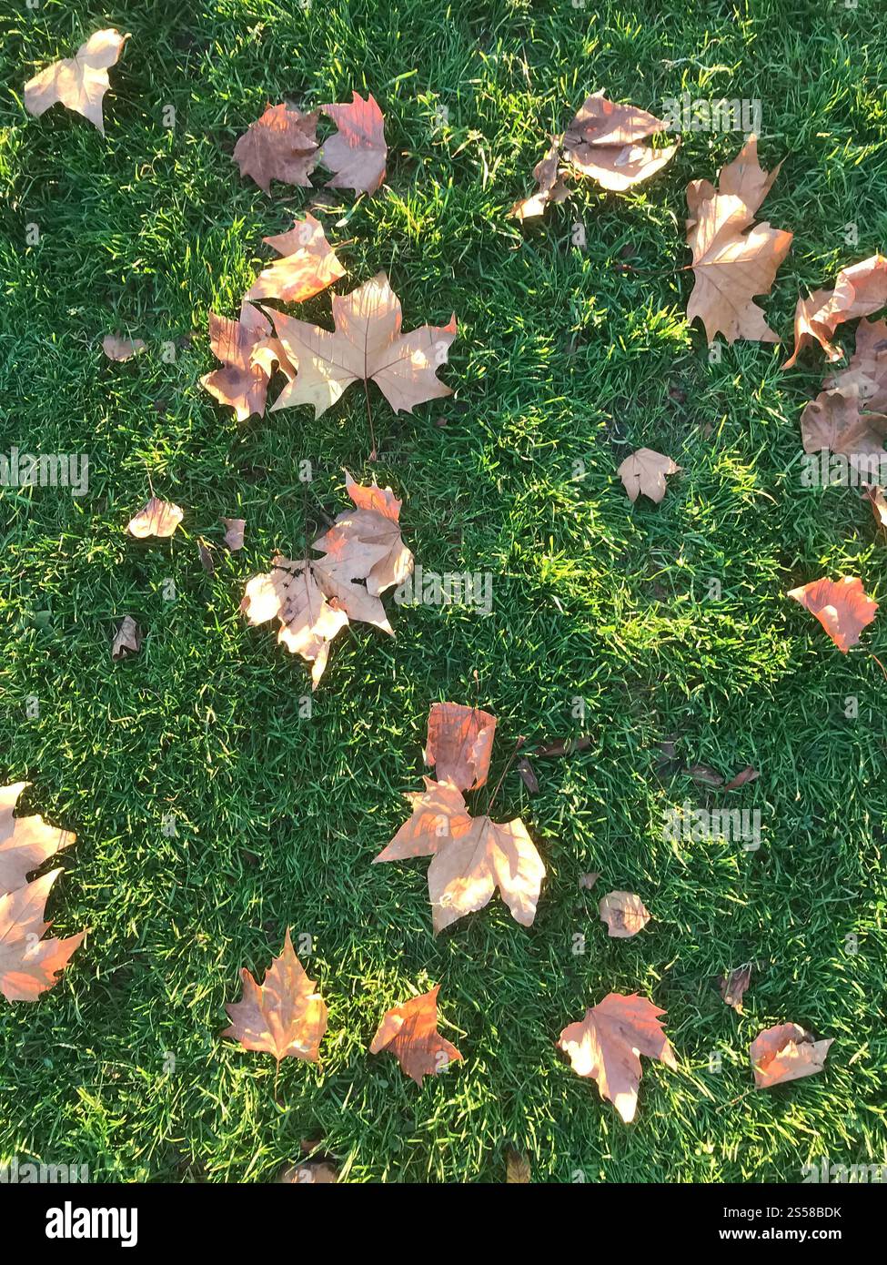 Blätter auf dem Gras im Herbst. Draufsicht. Blätter auf dem Gras im Herbst Stockfoto