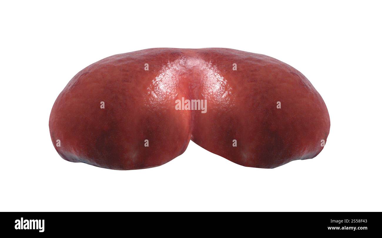 Ein Pilz isoliert auf weiß Stockfoto