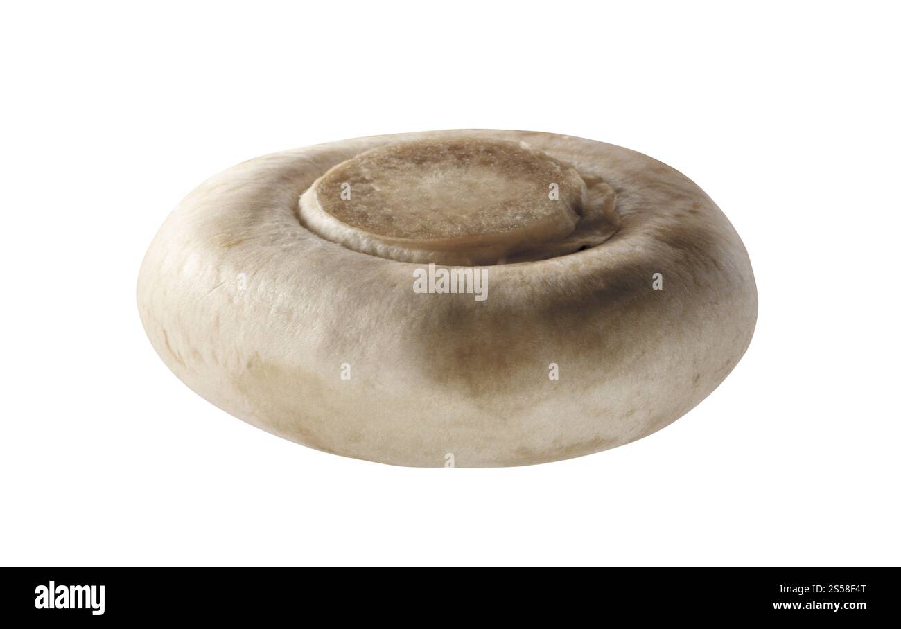 Ein Pilz isoliert Stockfoto