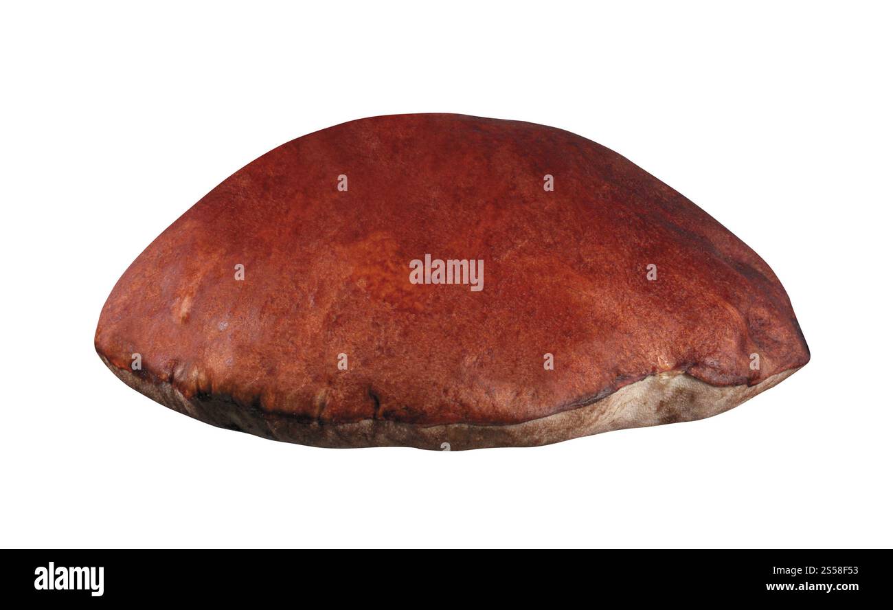 Pilz isoliert auf weiss Stockfoto