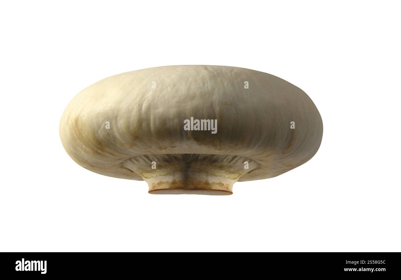 Mashrooms isoliert auf weißem Hintergrund Stockfoto
