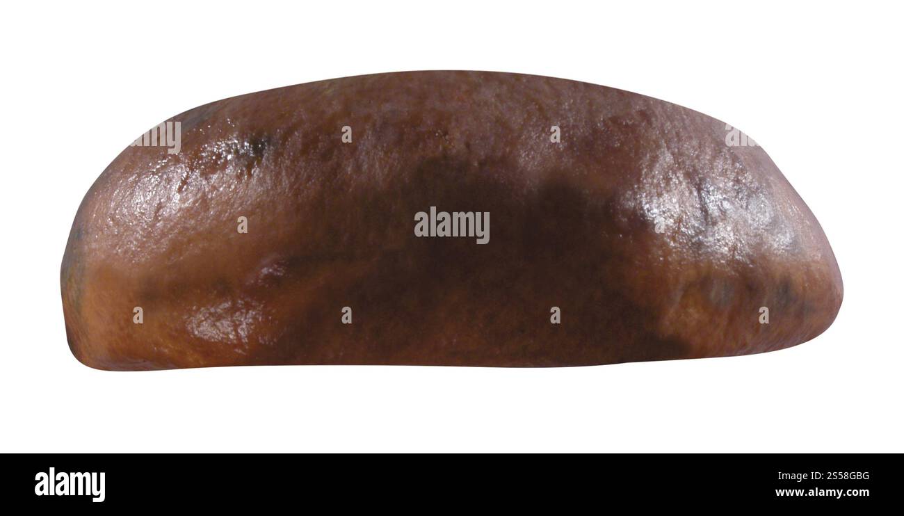 Pilz isoliert auf weiss Stockfoto