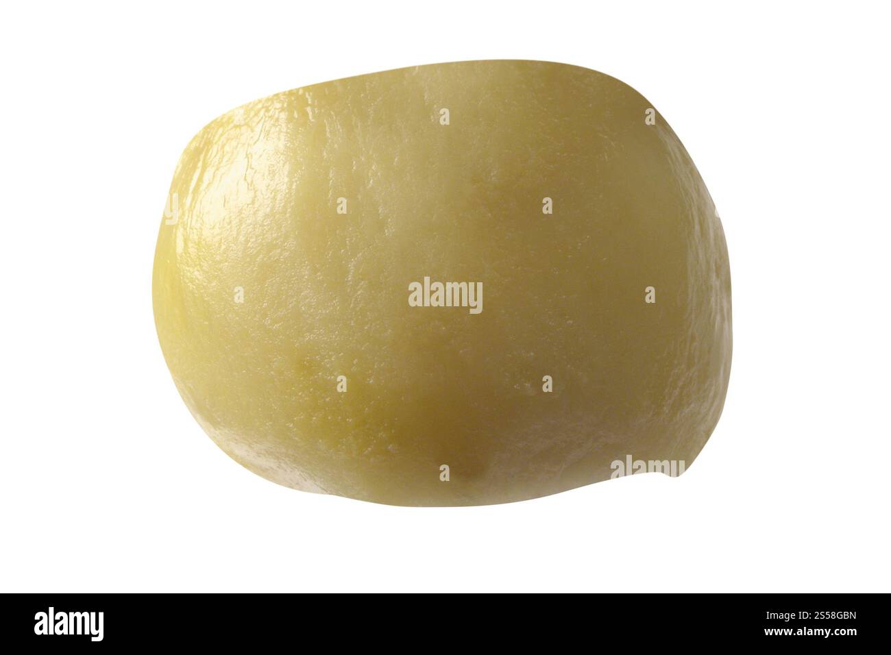 Pilz isoliert auf weißem Hintergrund Stockfoto