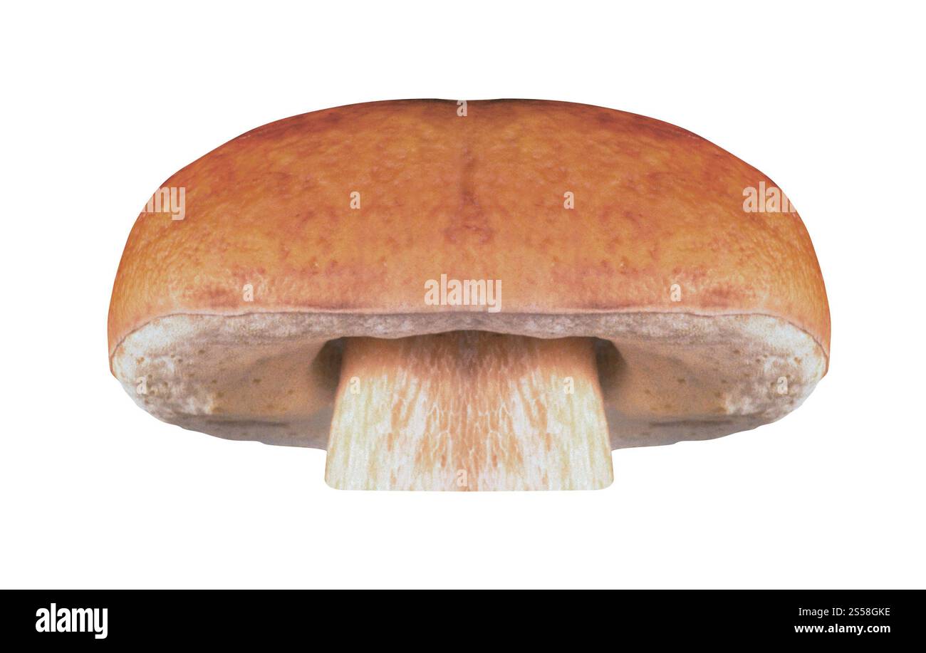 Pilz isoliert auf weißem Hintergrund Stockfoto