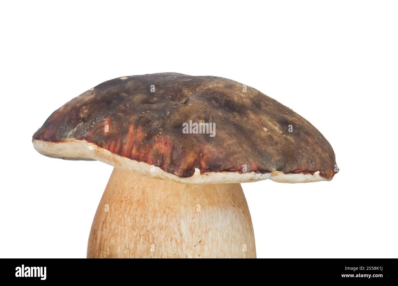 Stachelpilz isoliert auf weißem Hintergrund. Stachelpilz auf dem Weißen Stockfoto