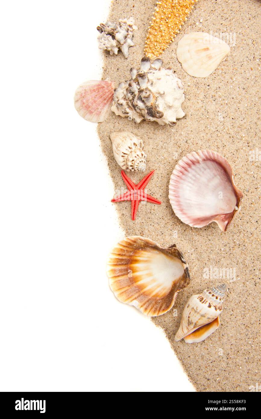 Set aus Hintergrund oder Textur der Muscheln. Muschelset Stockfoto