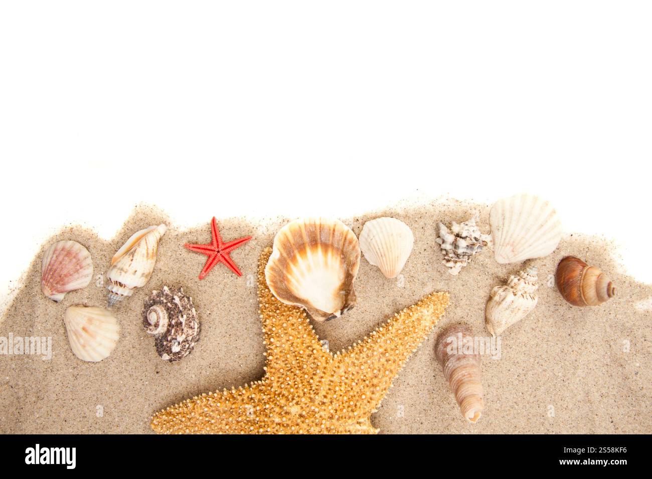 Set aus Hintergrund oder Textur der Muscheln. Muschelset Stockfoto